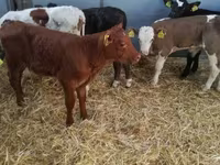 公牛, Limousin cow — 照片 1