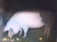Säue, Schweine — Foto 3