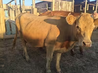 Cow, Auliekol breed — photo 2