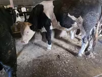 公牛, Simmental cattle — 照片 6