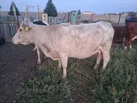 Cow, Kazakh White-headed cow — photo 4