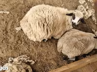 Schaf, Tsigai sheep — Foto 4