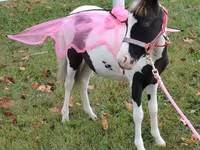 Էգ ձի, Miniature horse — լուսանկար 4