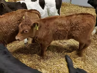 मवेशी (लॉट, लिंग निर्दिष्ट नहीं), Simmental cattle — फ़ोटो 7
