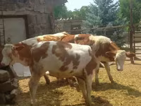 सांड, Simmental cattle — फ़ोटो 8