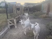 Արու այծ, Russian White goat — լուսանկար 6