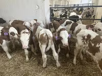 Ցուլ, Simmental cattle — լուսանկար 5