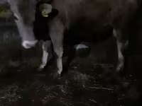 Ցուլ, Խոշոր եղջերավոր — լուսանկար 2