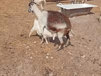 Արու այծ, Saanen goat — լուսանկար 8