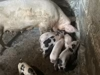 Sow, Pigs — photo 1