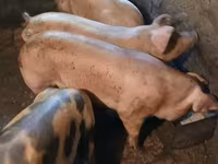 Sow, Pigs — photo 4