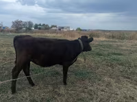 गाय, मवेशी — फ़ोटो 1