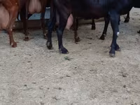 Էգ այծ, Murcia-Granada goats — լուսանկար 5