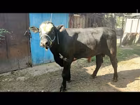 Ցուլ, Աբերդին-անգուսյան — լուսանկար 1