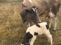 Toro, Ganado vacuno — foto 2