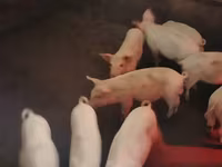 Sow, Pigs — photo 1