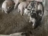 Sow, Pigs — photo 3