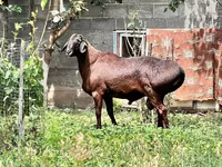 公羊, Sheep — 照片 3