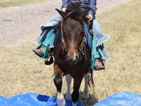 Caballo, Pinto horses — foto 5