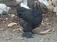 Brahma — Foto 2
