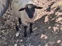 كبش, White Suffolk sheep — الصورة 3