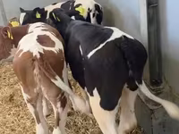 بقرة, Russian Black pied cattle — الصورة 2