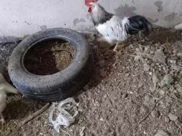 Chickens
