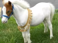 母马, Miniature horse — 照片 4