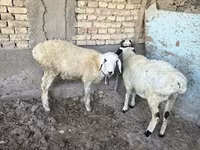 公羊, Sheep — 照片 3