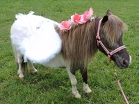 Էգ ձի, Miniature horse — լուսանկար 7