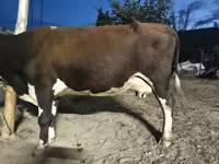 Cow, Latvian Blue cattle — photo 2