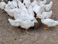 Pekin Alemão — foto 7
