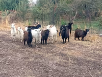 عنزة, Alpine goat — الصورة 2