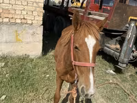 公马, Chilean horse — 照片 2