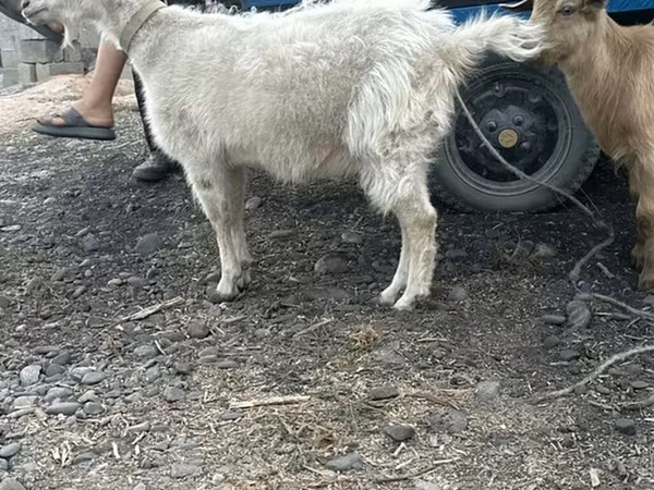 Ziege, Ziegen