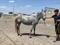 Бие, Orlov Trotter — 2-сурет