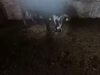 Cow, Cattle — photo 7