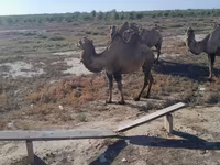 ناقة, Kazakh Bactrian camel — الصورة 2