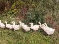 Geese — photo 2