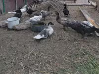 Turkeys — foto 3