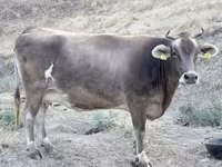 Կով, Խոշոր եղջերավոր — լուսանկար 2