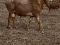 Schaf, Arashan sheep — Foto 1