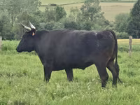 Уй, Вагю — сүрөт 6
