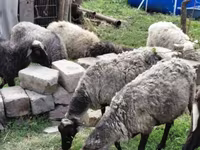 Ոչխար, Romanov sheep — լուսանկար 2