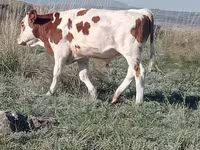 ثور, Simmental cattle — الصورة 2