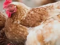 Chickens — photo 1