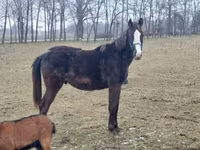 公马, Hungarian horse breed — 照片 1