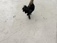 Japanisches Bantam — Foto 4