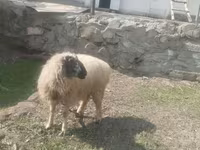 Խոյ, Blackheaded Persian sheep — լուսանկար 2