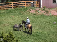Ձի, Quarter Horse — լուսանկար 4